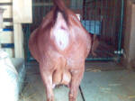 Preganant Boer Goat Butt