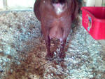 Preganant Boer Goat Butt