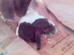 Boer Goat Birth