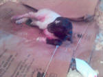 Boer Goat Birth