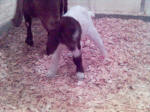 Boer Goat Birth