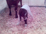 Boer Goat Birth