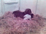 Boer Goat Birth