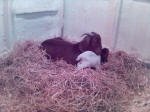 Boer Goat Birth