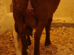 Boer Goat Birth