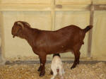 Boer Goat Birth