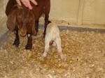 Boer Goat Birth