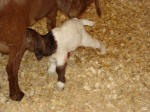 Boer Goat Birth