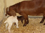 Boer Goat Birth