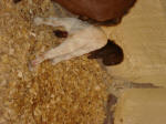 Boer Goat Birth