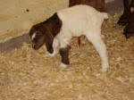 Boer Goat Birth