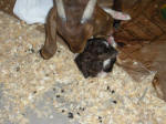 Boer Goat Birth