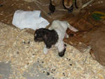 Boer Goat Birth