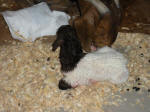 Boer Goat Birth