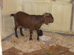 Boer Goat Birth