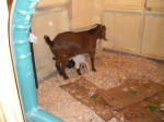 Boer Goat Birth
