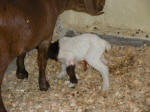 Boer Goat Birth