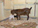 Boer Goat Birth