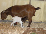 Boer Goat Birth