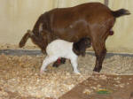 Boer Goat Birth