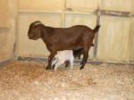 Boer Goat Birth