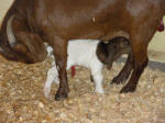Boer Goat Birth