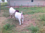 Wizzard and Miss Kitty Talking